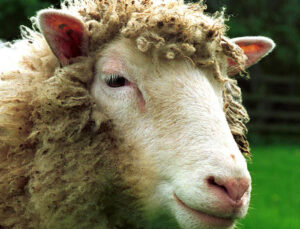 History – Roslin Foundation