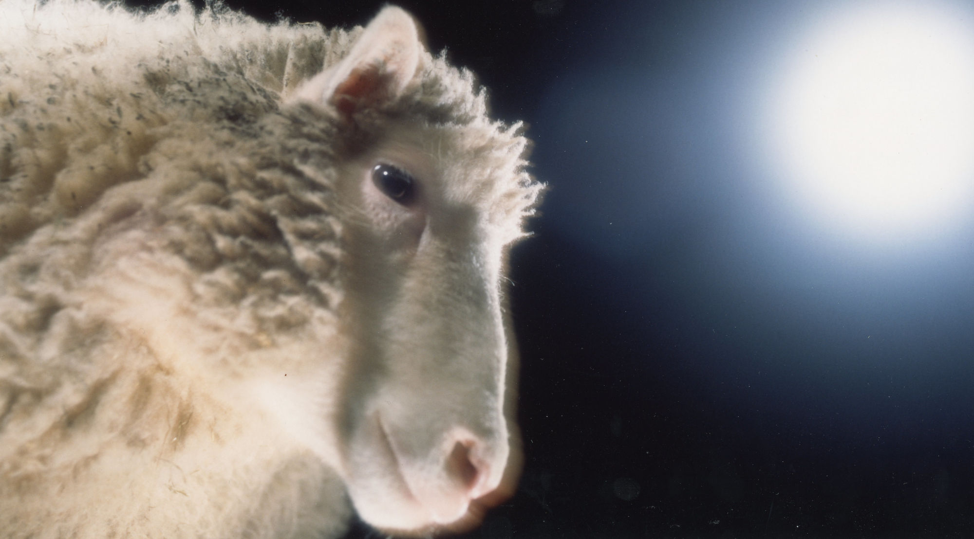 Dolly The Sheep
